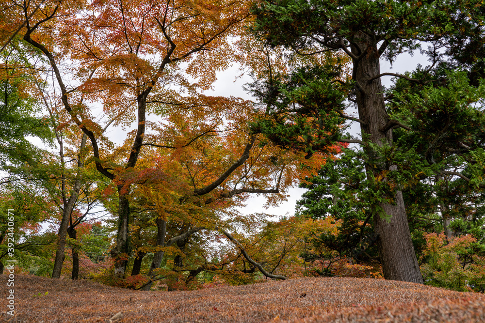 Naklejka premium 秋の箱根散策