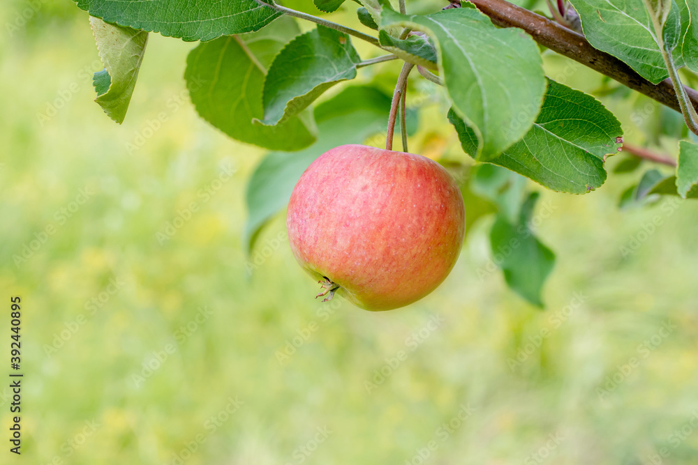 a ripe red Apple grows on a tree branch, close-up a ripe red Apple grows on a tree branch, close-up