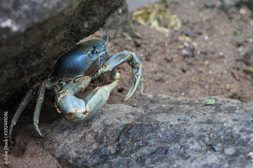 Blue land crab closeup in Ilhabela, Brazil.
