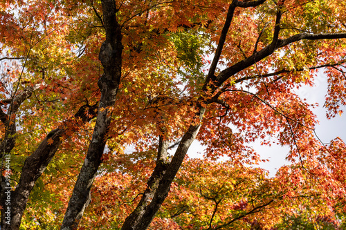 秋の箱根散策
