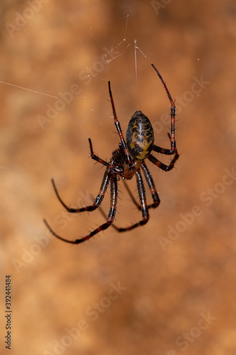 The european cave spider - Meta menardi hanging in an underground cave