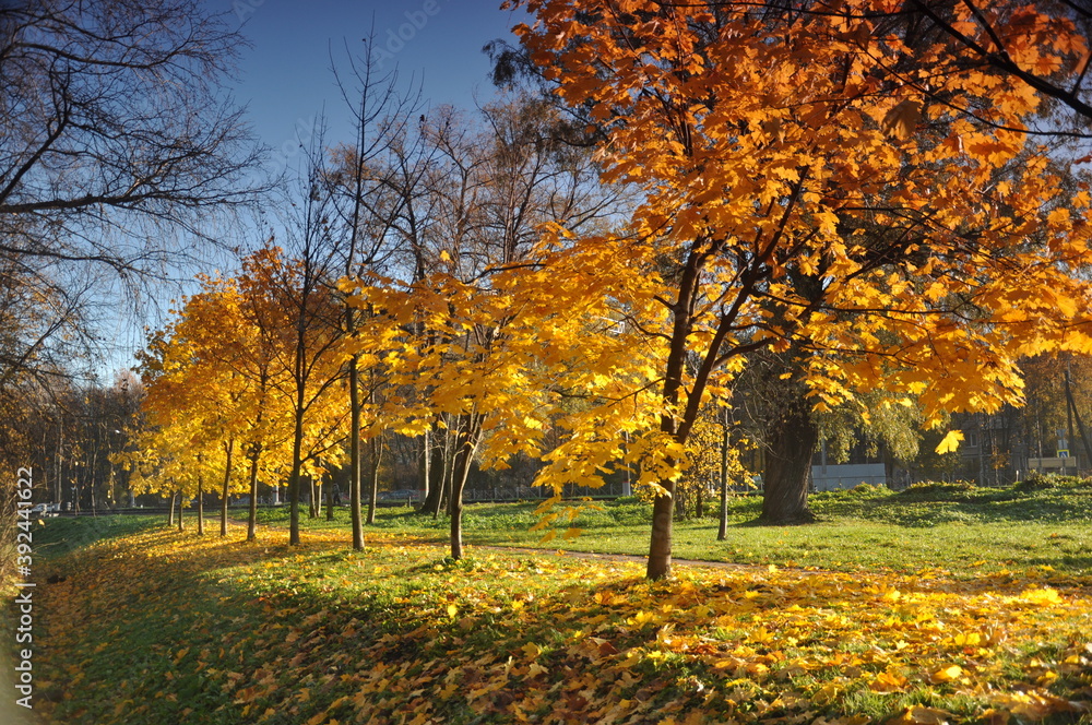 autumn maple alley illuminated by the sun autumn maple alley illuminated by the sun