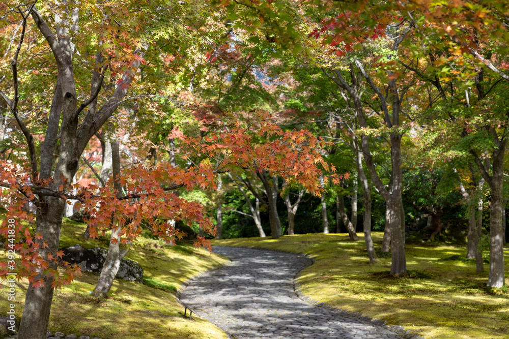 Naklejka premium 秋の箱根散策