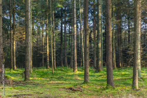 Fototapeta Naklejka Na Ścianę i Meble -  Spruce trees in the nature preserve of Borger, Netherlands