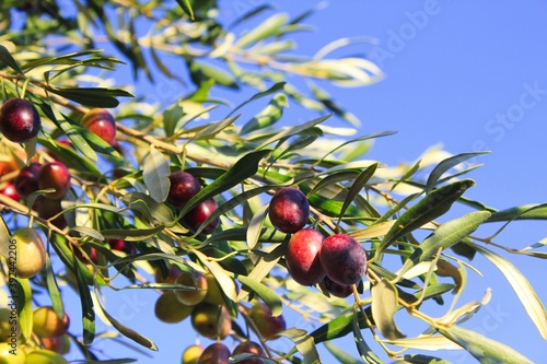 Olives on olive tree branch during autumn in the outskirts of Athens in Attica, Greece. photo