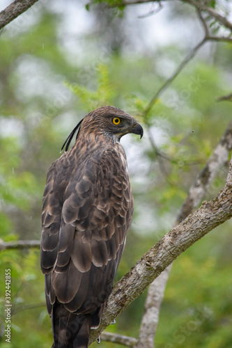 Wildlife From Wipattu