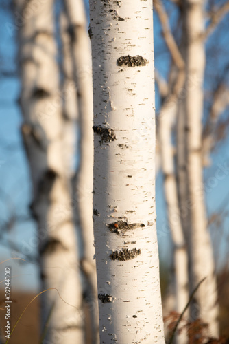 birch tree in autumn photo