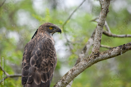 Wildlife From Wipattu