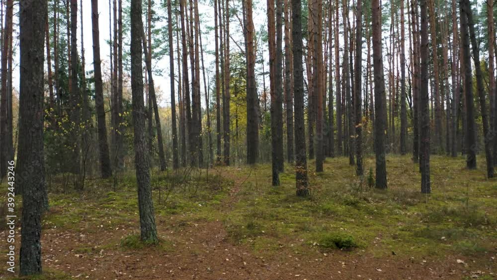Drone shot flying on autumn pine tree forest. Slow flight in forest on fall season.
Drone shot flying on autumn pine tree forest. Slow flight in forest on fall season.