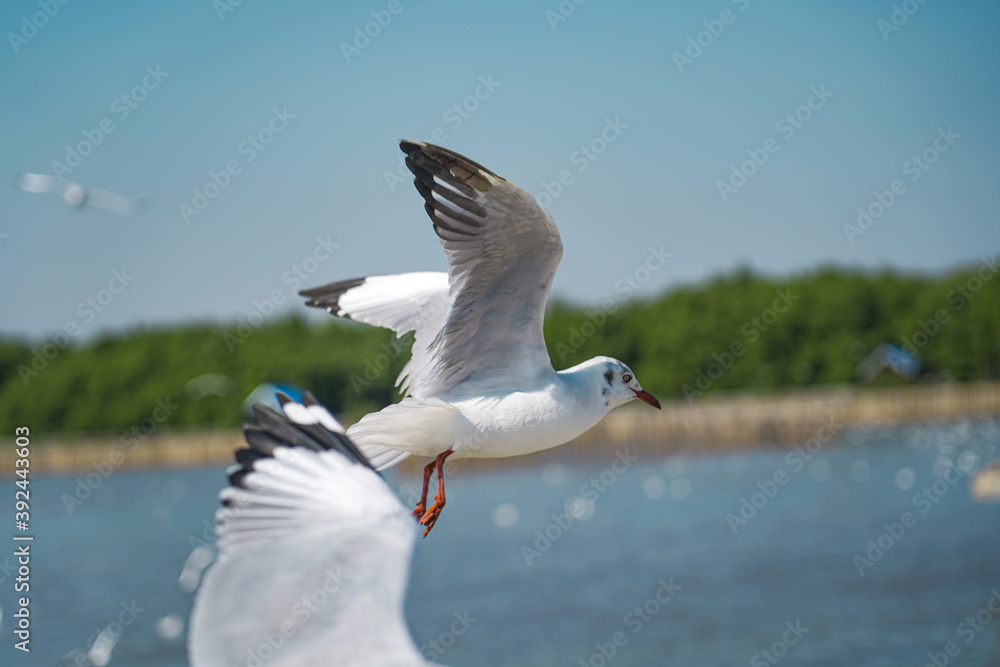Fototapeta premium seagull in flight
