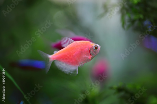 The colorful aquarium fish Black tetra (Gymnocorymbus ternetzi)