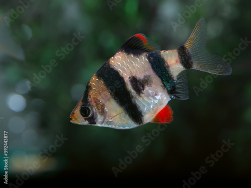 Aquarium fish - Tiger barb or Sumatra barb (Barbus pentazona)