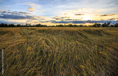 Rice field view with yellow rice  behind the scenes with the setting sun to set.