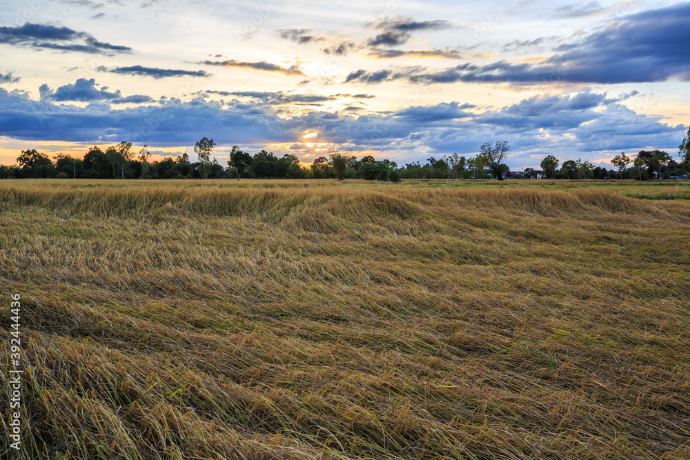 Rice field view with yellow rice, behind the scenes with the setting sun to set.