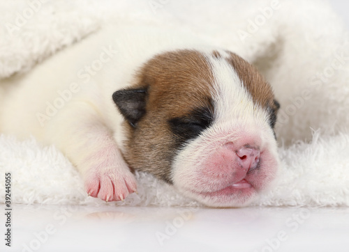 Small newborn English bulldog puppy sleeps under a blanket