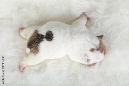 Small newborn English bulldog puppy sleeps on a fur carpet © Alexey Kuznetsov