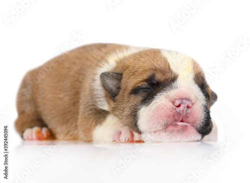 Cute newborn English bulldog puppy over white © Alexey Kuznetsov