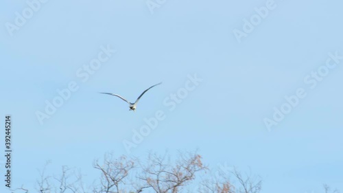 wildlife europe birds - big gray heron fly away photo