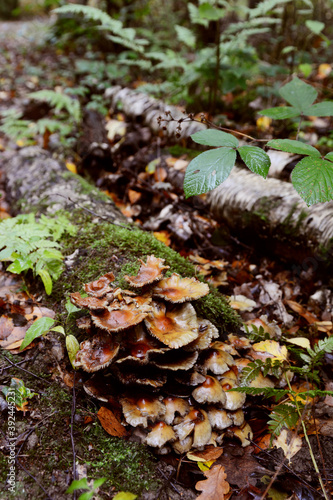 Patch of brown toadstools growing on a rotting log