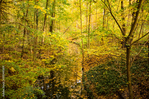 Bunte Bäume und Fluss im Herbstwald, Hintergrund