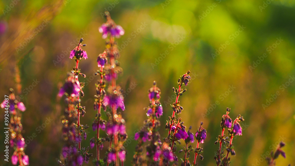 Obraz premium Belles fleurs de bruyères aux pétales violettes