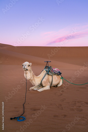 White dromedary on the desert dune of Erg Chigaga  at the gates of the Sahara  at dawn Morocco. Concept of travel and adventure.