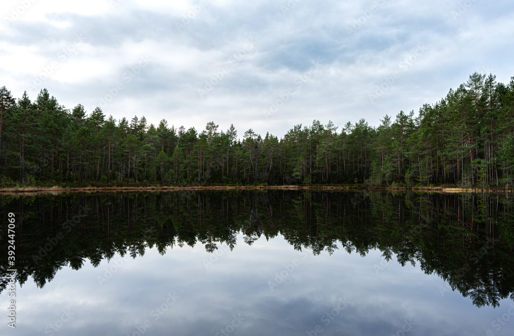 Obraz premium reflection of trees in lake