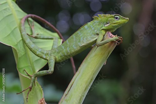 A bearded dragon (Pogona sp) is showing aggressive behavior.