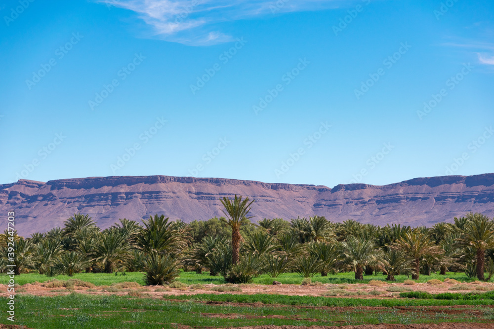 Wide angle shot of rock formations and palm trees during the day in Draa Valley, Morocco