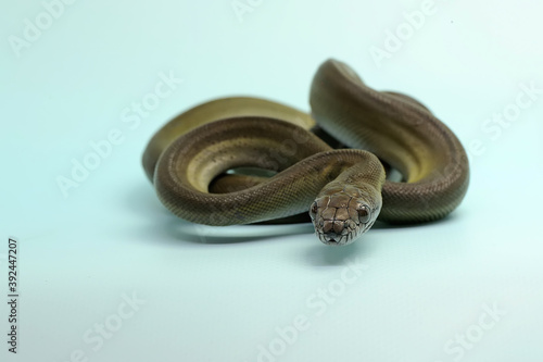 A Papuan Olive Python (Apodora papuana) is showing aggressive behavior. photo