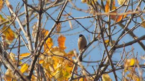 wildlife europe birds - bullfinch female sit maple