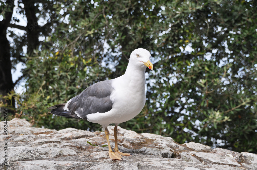 Seagull on a background of green trees on a stone wall