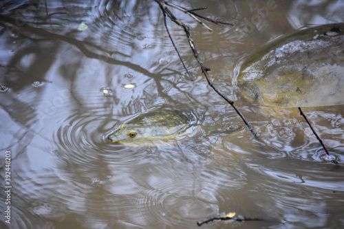 Wildlife From Wipattu