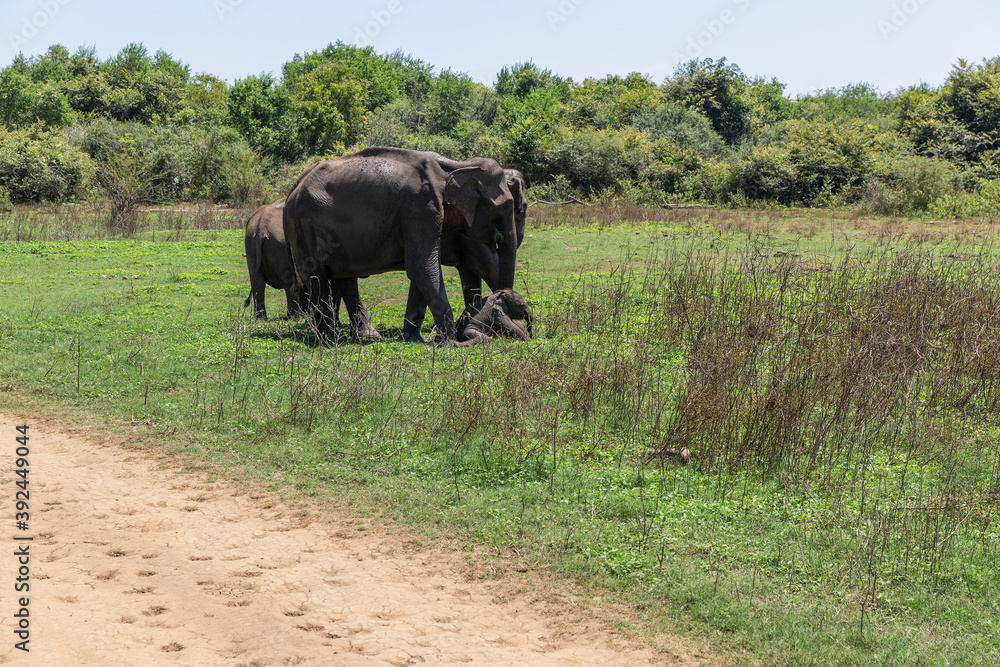 Close up of elephant family with a newborn baby elephant in a National Park of Sri Lanka Close up of elephant family with a newborn baby elephant in a National Park of Sri Lanka