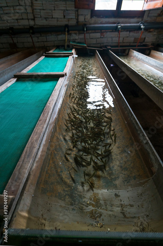 Aigua Natura Fish Hatchery. Toscar Valley  The Ports Natural Park  Terres de l Ebre  Tarragona  Catalunya  Spain