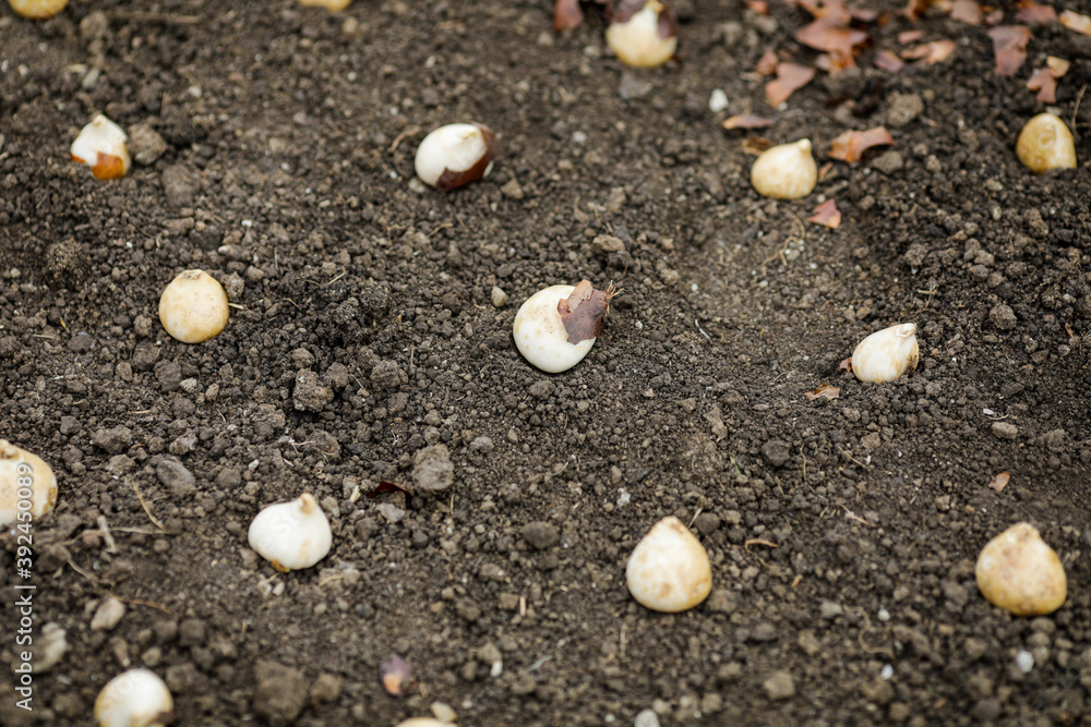 Shallow depth of field (selective focus) image with tulip bulbs on the ground ready to be planted during a cloudy and cold November day. Shallow depth of field (selective focus) image with tulip bulbs on the ground ready to be planted during a cloudy and cold November day.
