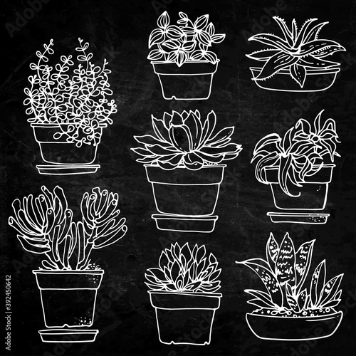 Pattern flowers in pots painted black line. Vector drawing lines
