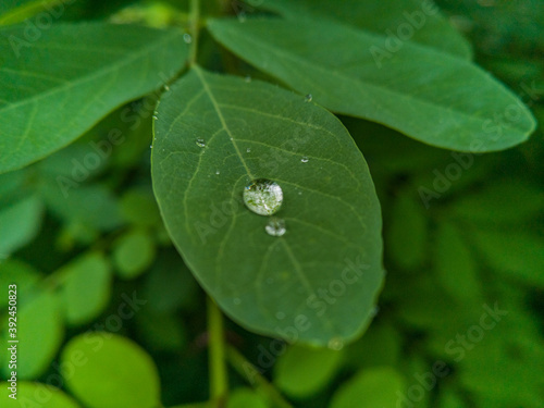 Small drops of morning dew lying on small leaf