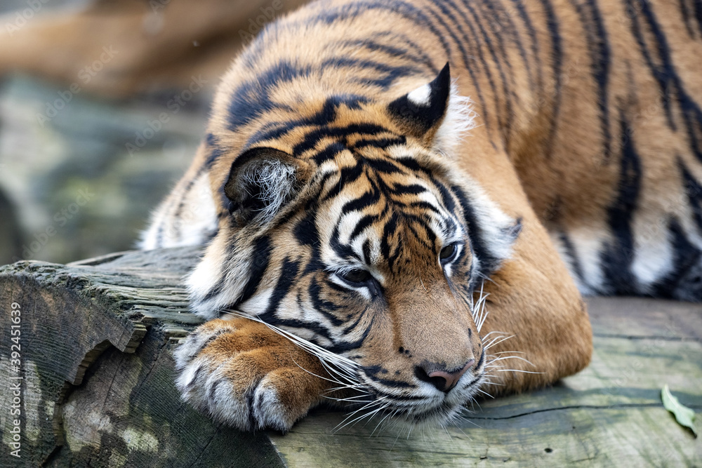 Obraz premium Sumatran Tiger, Panthera tigris sumatrae, portrait of a resting tigerSumatran Tiger, Panthera tigris sumatrae, portrait of a resting tiger