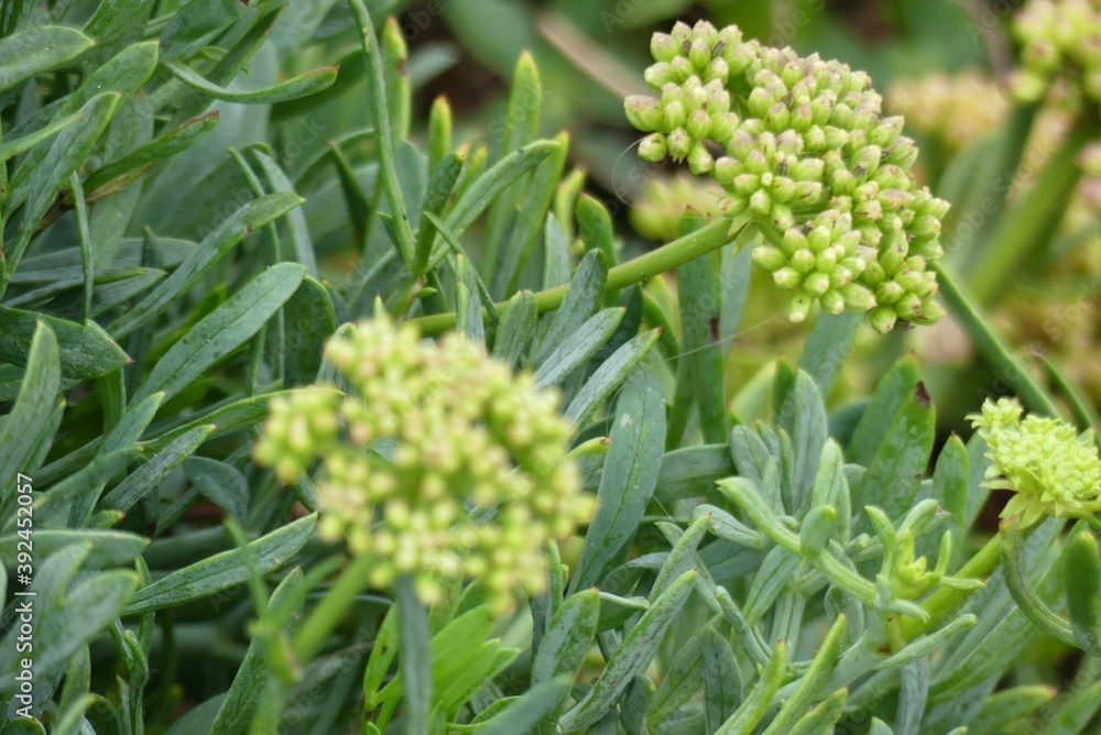 close up of a crithmum maritimum close up of a crithmum maritimum