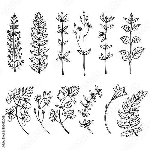 Herbs and flowers painted black line. Space for text. Vector drawing.