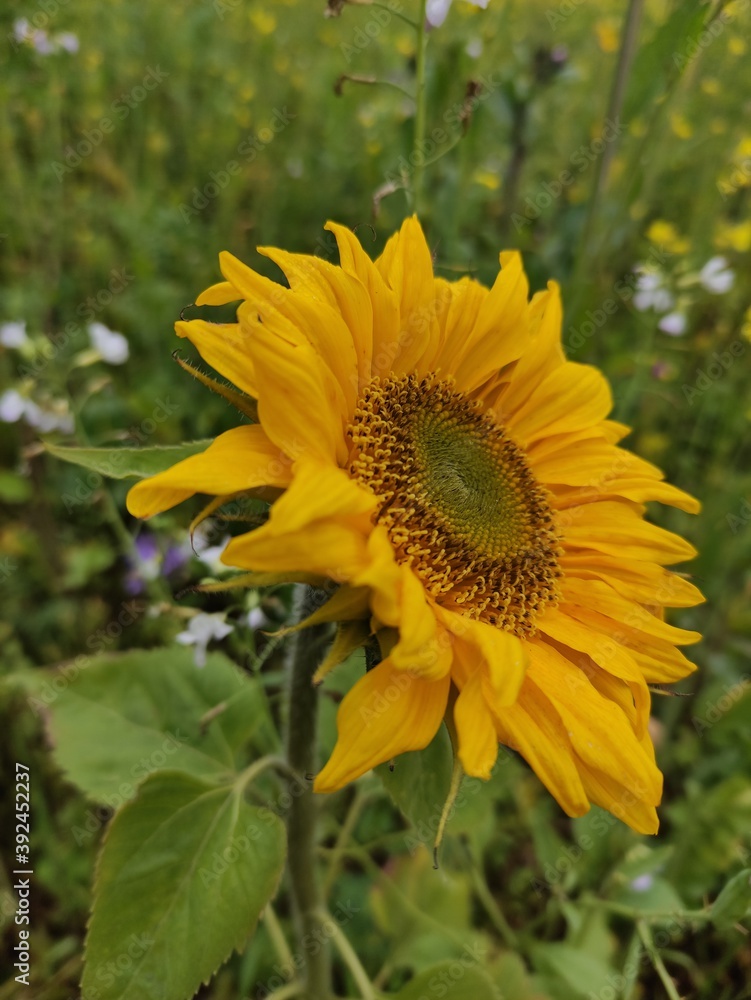 sunflower in the field