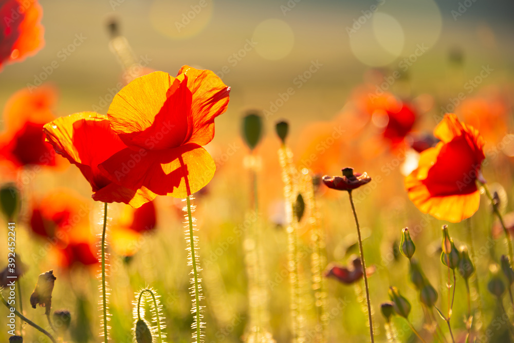 Poppies and other summer wild flowers field in sunlight