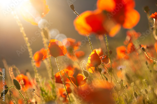 Poppies and other summer wild flowers field in sunlight