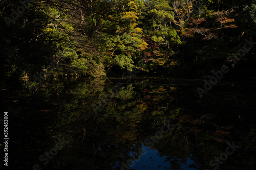 Fototapeta Naklejka Na Ścianę i Meble -  湖面に映る紅葉した木々
