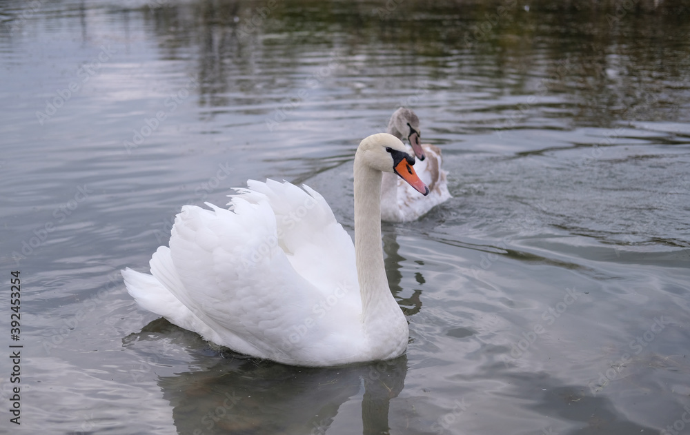 Obraz premium white swans in their natural habitat