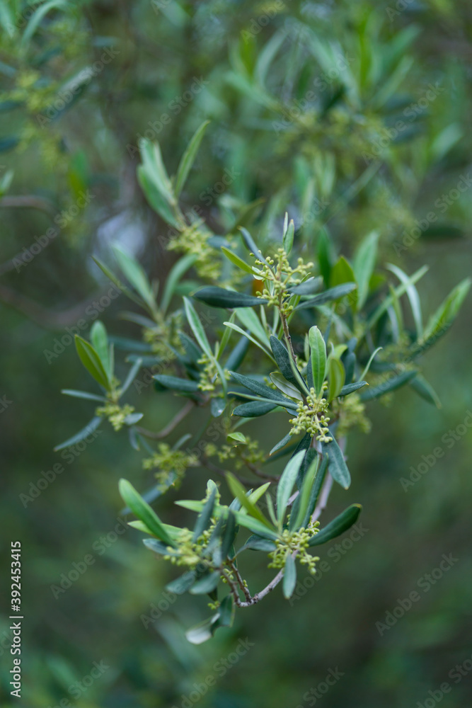 Fototapeta premium Olive tree - Olivo (Olea europaea) The Ports Natural Park, Terres de l'Ebre, Tarragona, Catalunya, Spain