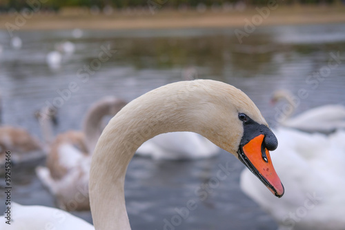 Fototapeta Naklejka Na Ścianę i Meble -  white swans in their natural habitat