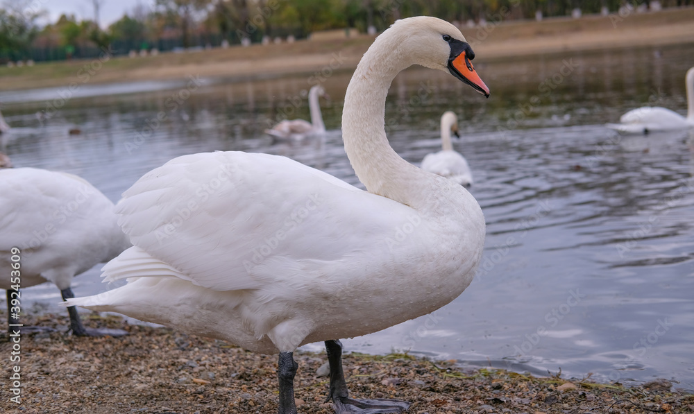 white swans in their natural habitat white swans in their natural habitat
