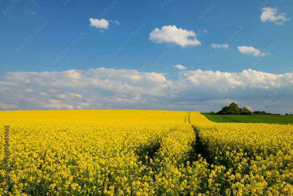 Obraz premium fields of gold